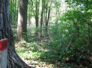 Swamp view from southwest corner
