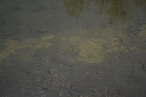 Picture of tadpoles in my pond